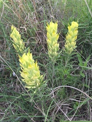 Castilleja citrina
