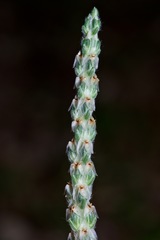 Plantago wrightiana
