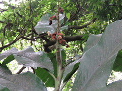 Alpinia uraiensis