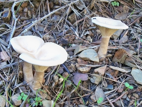 Infundibulicybe geotropa image