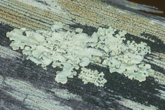 Lecanora confusa