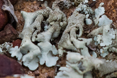 Xanthoparmelia maricopensis