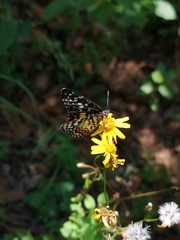 Chlosyne melitaeoides