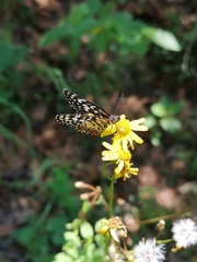 Chlosyne melitaeoides