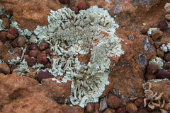 Xanthoparmelia maricopensis