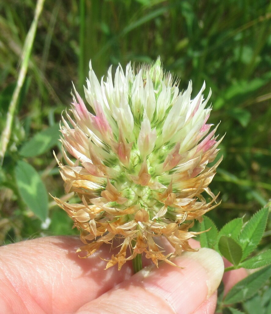 arrowleaf clover from CR 314, Milam County, TX, USA on April 29, 2024 ...