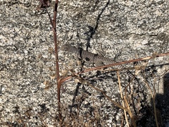 Dipsosaurus dorsalis dorsalis