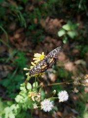 Chlosyne melitaeoides