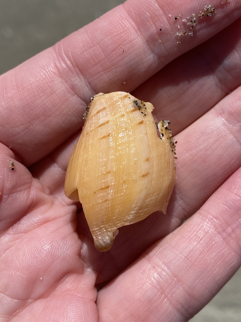 Carpenter's Turrid from Moss Landing State Beach, Moss Landing, CA, US ...