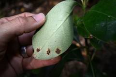 Puccinia coprosmae