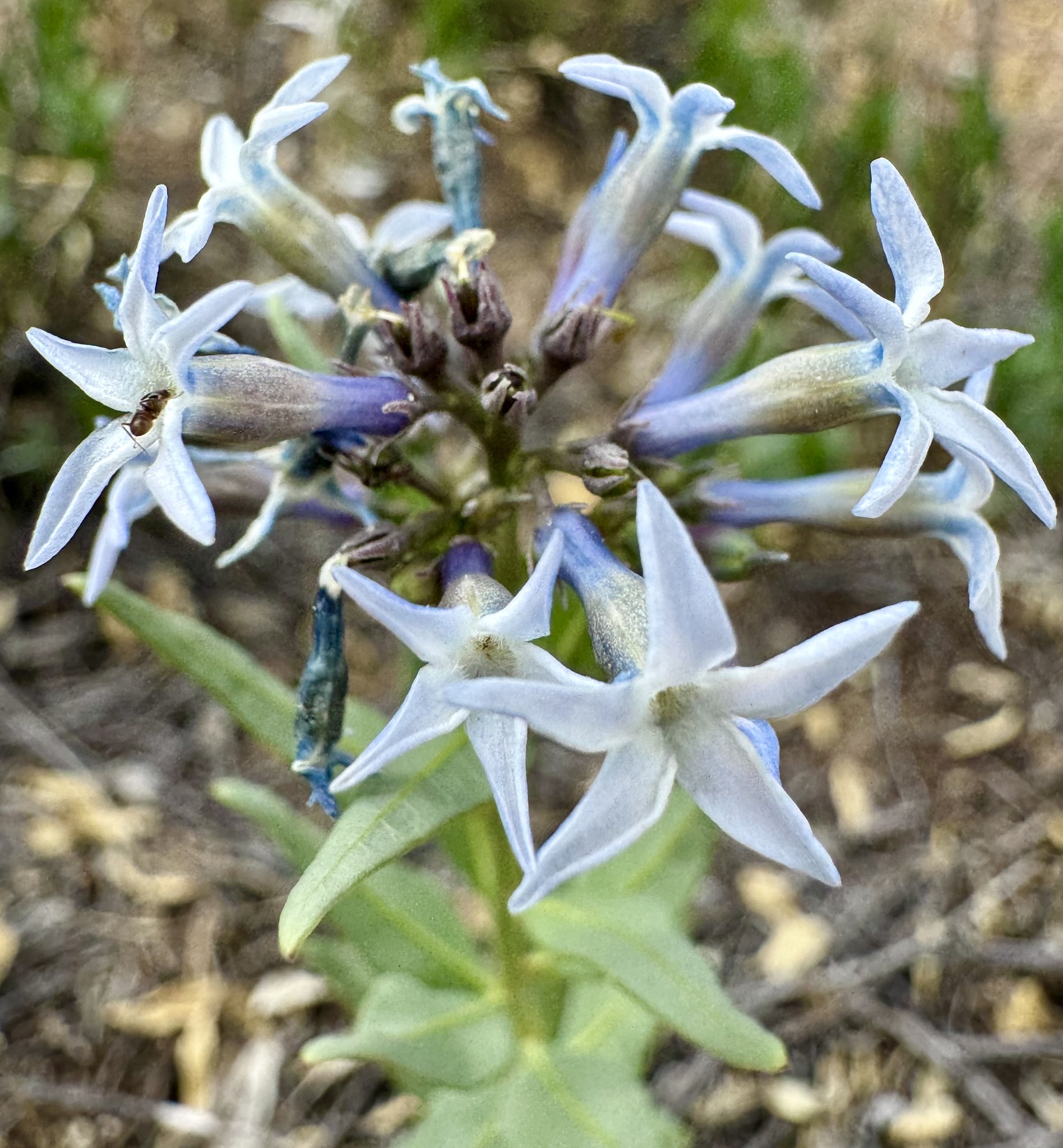 Amsonia jonesii