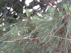 Pinus luchuensis