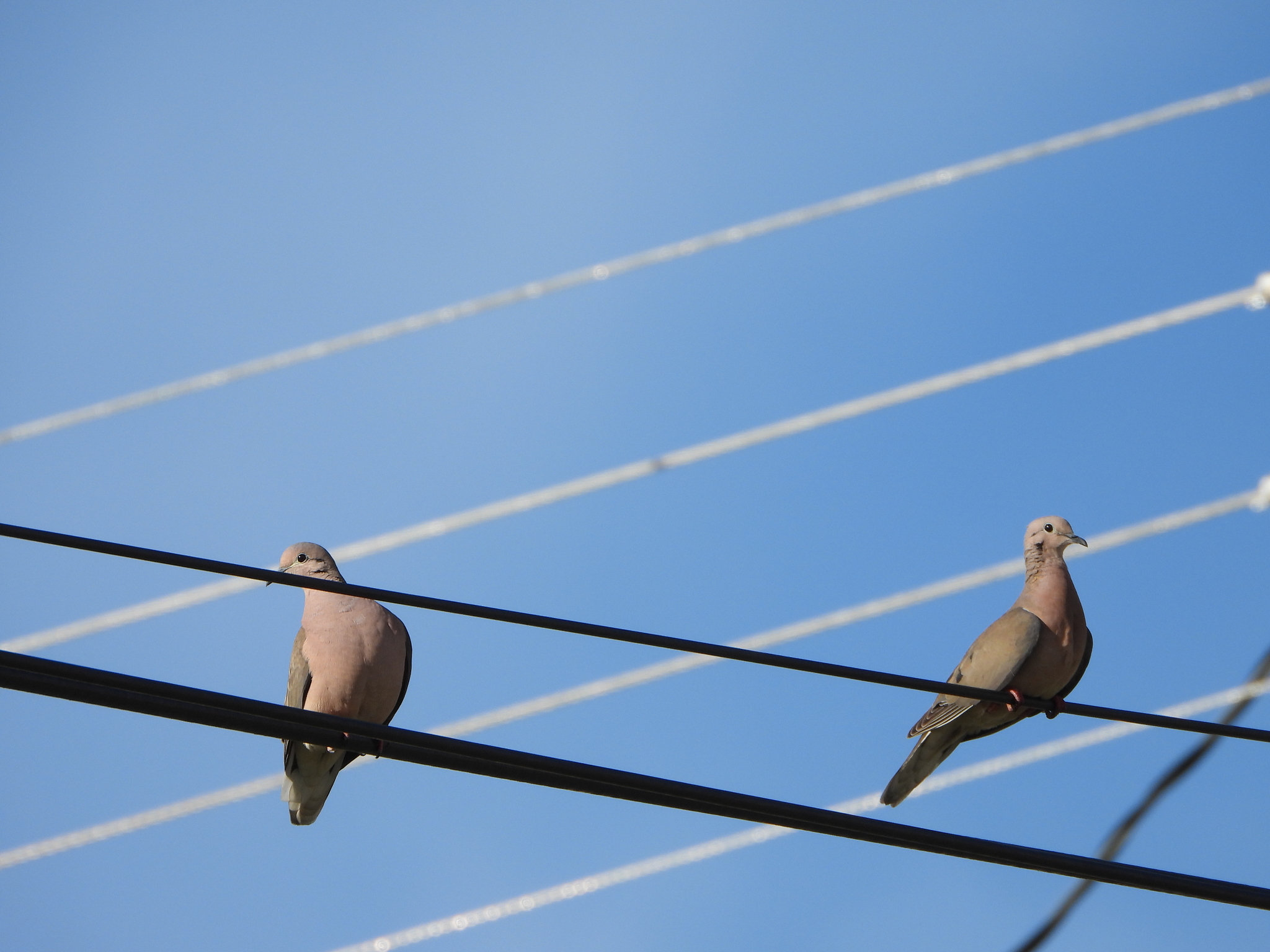 Zenaida auriculata image