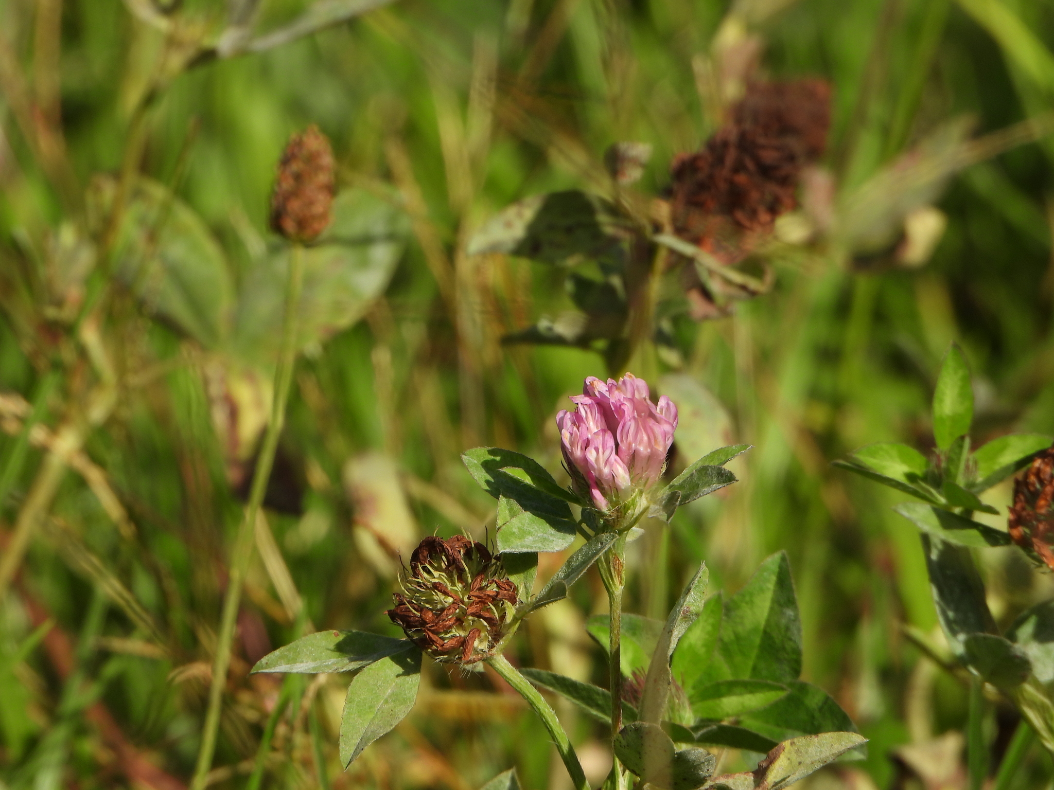 Trifolium pratense image