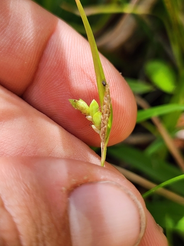 Image of Carex abscondita by (c) Scott Allen Davis, some rights reserved (CC BY)