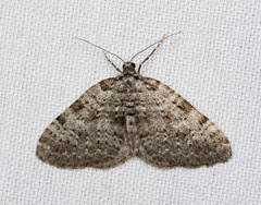 Perizoma curvilinea