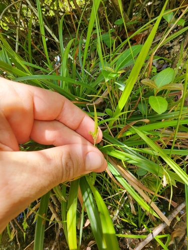 Image of Carex abscondita by (c) Scott Allen Davis, some rights reserved (CC BY)