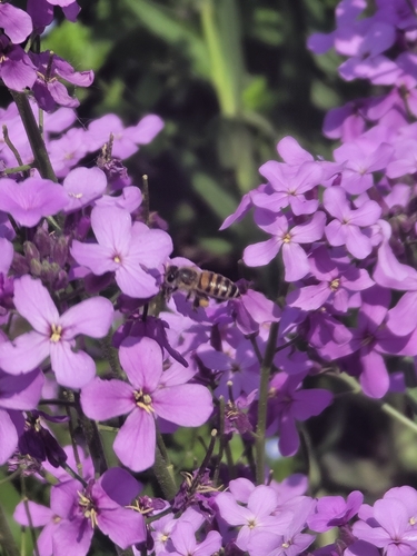 Asian Honey Bee