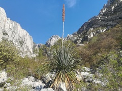 Dasylirion cedrosanum