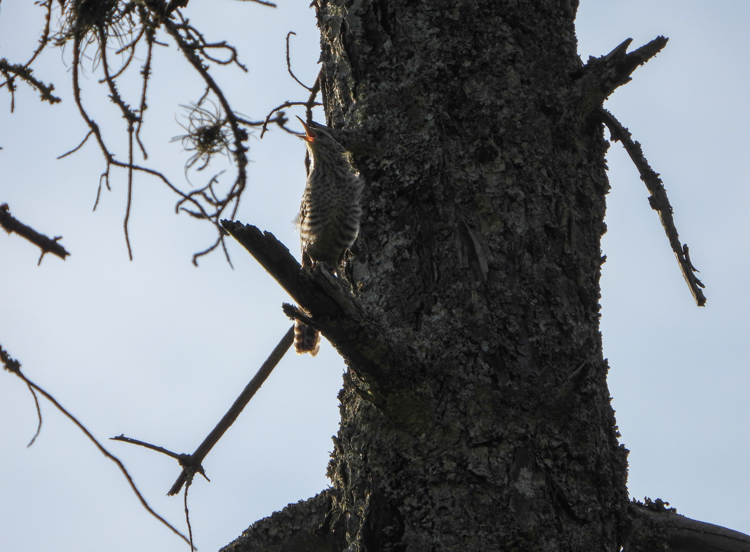 Campylorhynchus fasciatus image