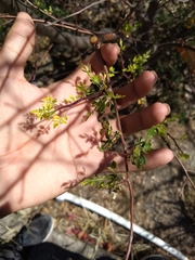 Bursera laxiflora