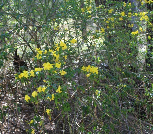 Image of Jasminum mesnyi by (c) 66dodge, some rights reserved (CC BY)