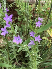 Triodanis leptocarpa