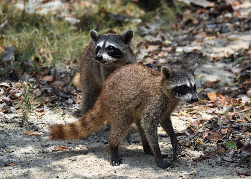 Pygmy Raccoon