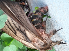 Eudyaria venata