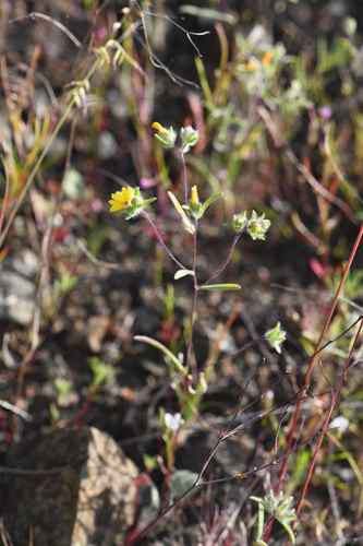 lesser hareleaf (Lagophylla minor)
