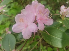 Rhododendron minus