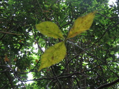 Crateva adansonii formosensis