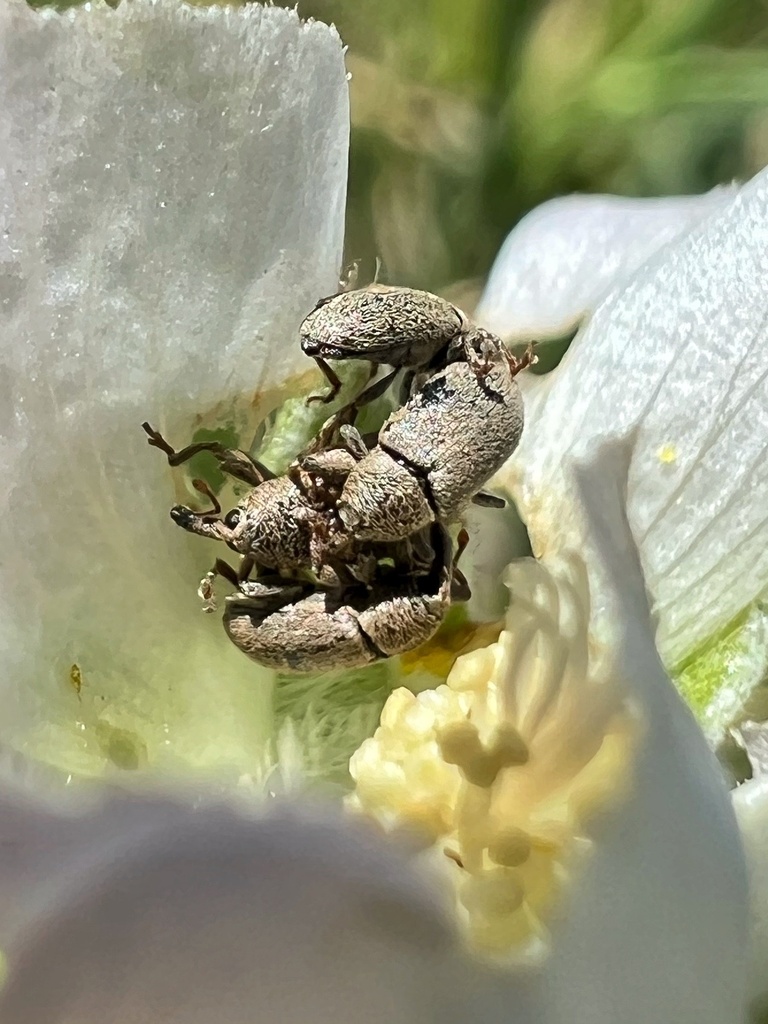 Macrorhoptus estriatus