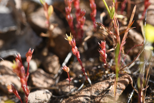 Lake County stonecrop (Sedella leiocarpa)