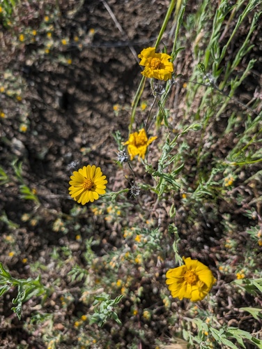 colusa layia (Layia septentrionalis)