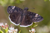 Funereal Duskywing - Photo (c) BJ Stacey, some rights reserved (CC BY-NC)