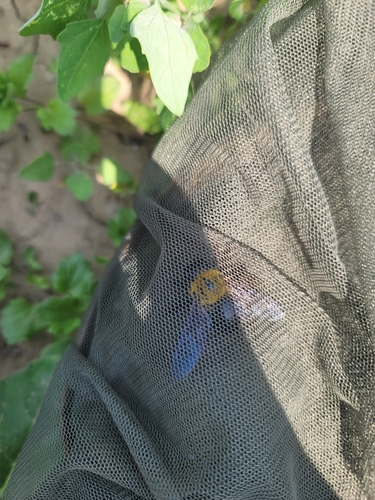 Xylocopa appendiculata appendiculata