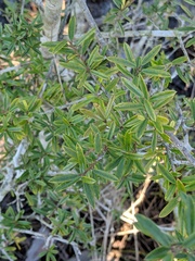 Image of Ilex myrtifolia