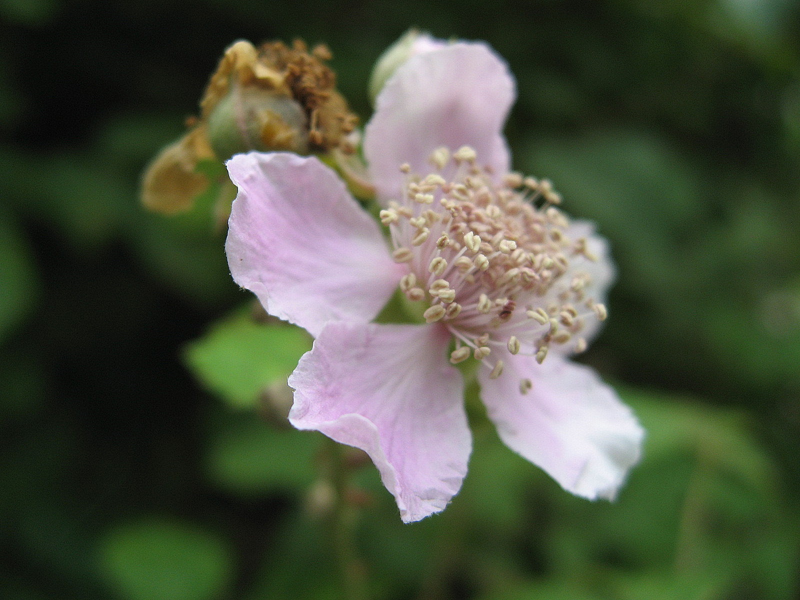 Rubus ulmifolius
