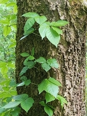 Toxicodendron radicans