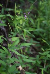 Desmodium psilophyllum
