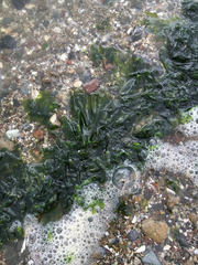 Ulvaceae
