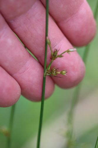 Image of Juncus coriaceus by (c) Rich Sommer, some rights reserved (CC BY)