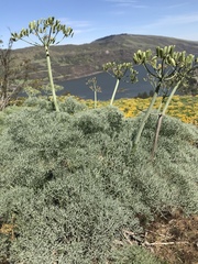 Lomatium columbianum