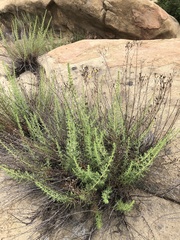 Deinandra minthornii