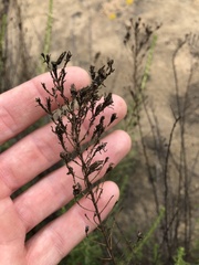 Deinandra minthornii