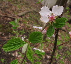 Prunus tomentosa