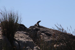 Pseudocordylus microlepidotus microlepidotus