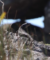 Pseudocordylus microlepidotus microlepidotus