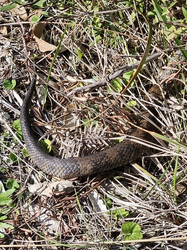 Tiger Snake sighting